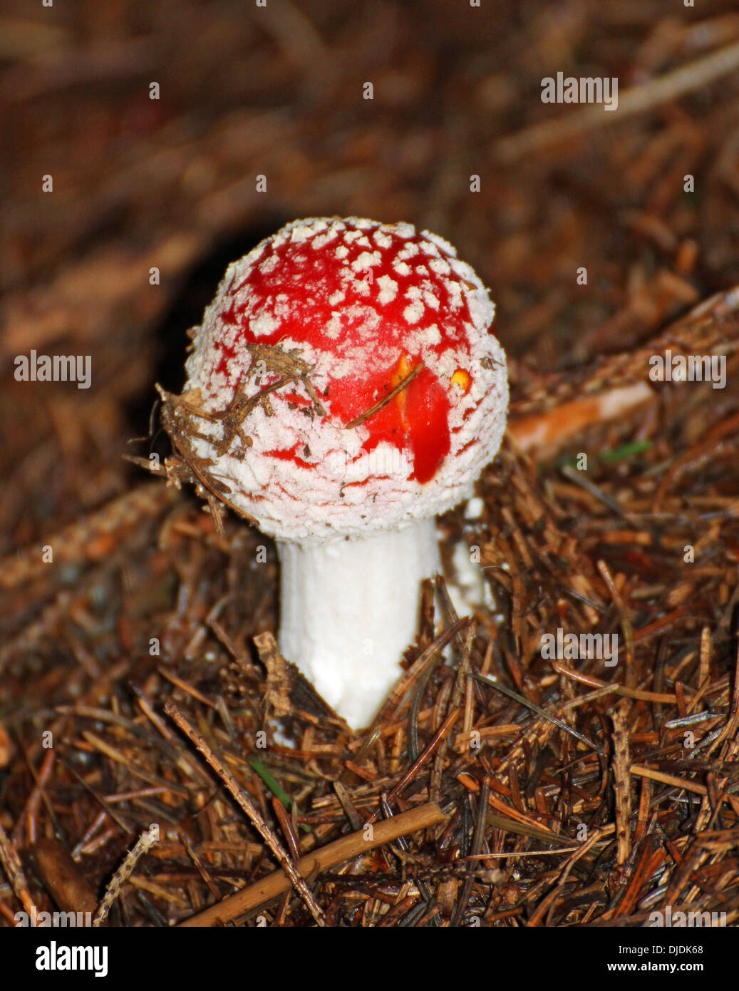 Amanita muscaria mortelle venimeux hautement toxique et mortel de champignons Banque D'Images