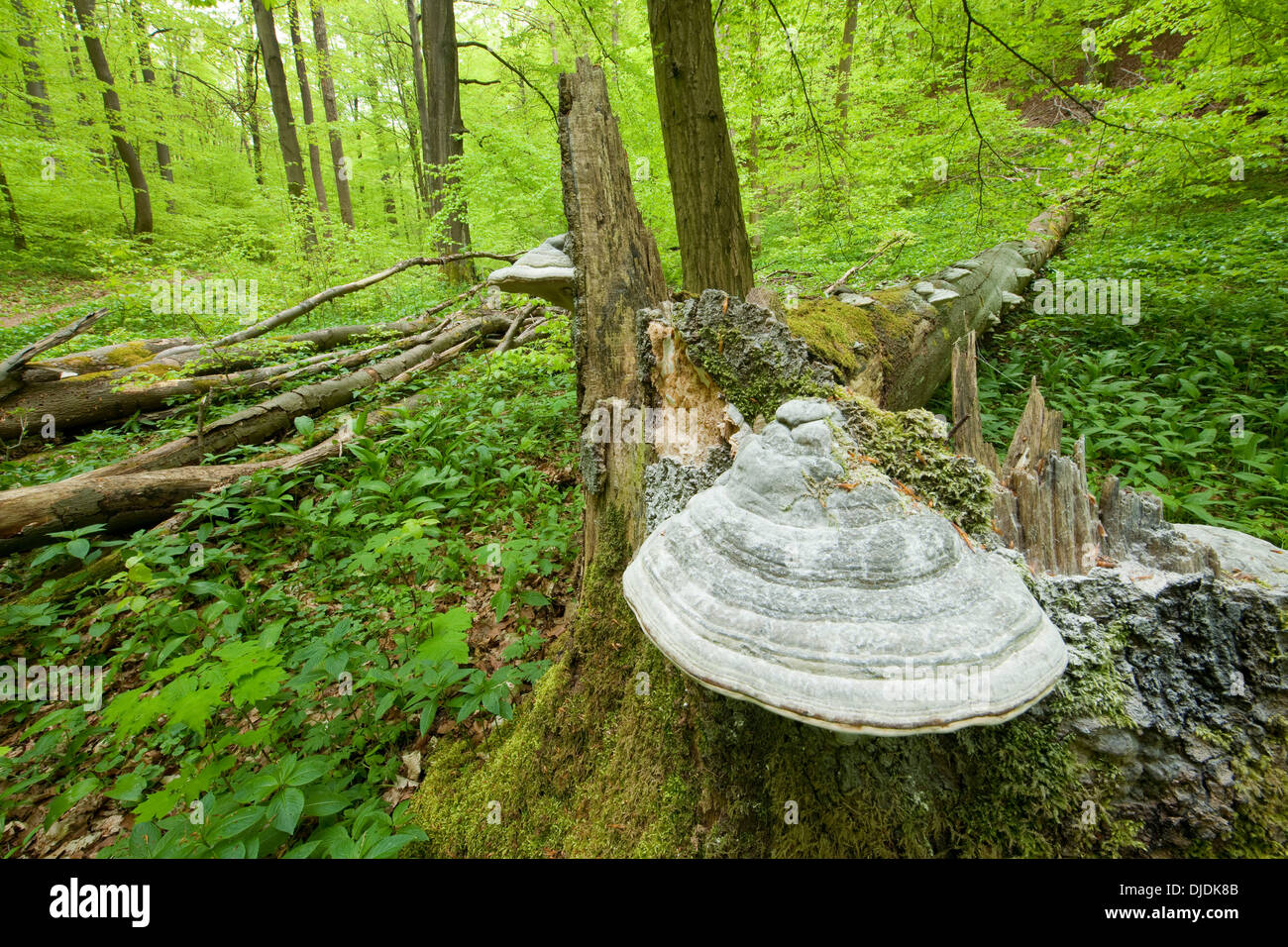 Vrai l'Amadou (champignon polypore Fomes fomentarius) à la base du tronc d'un mort et tombé le hêtre commun ou hêtre européen Banque D'Images