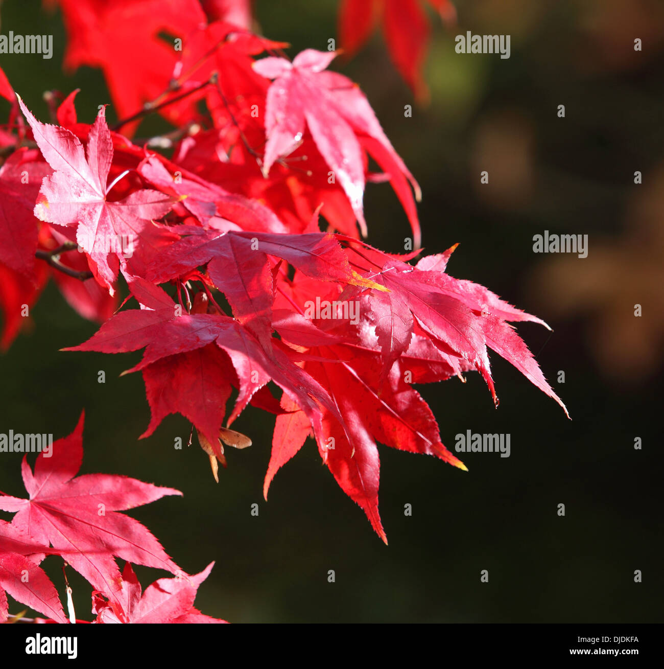 Acer palmatum Osakazuki, un magnifique arbre à feuilles rouges Banque D'Images