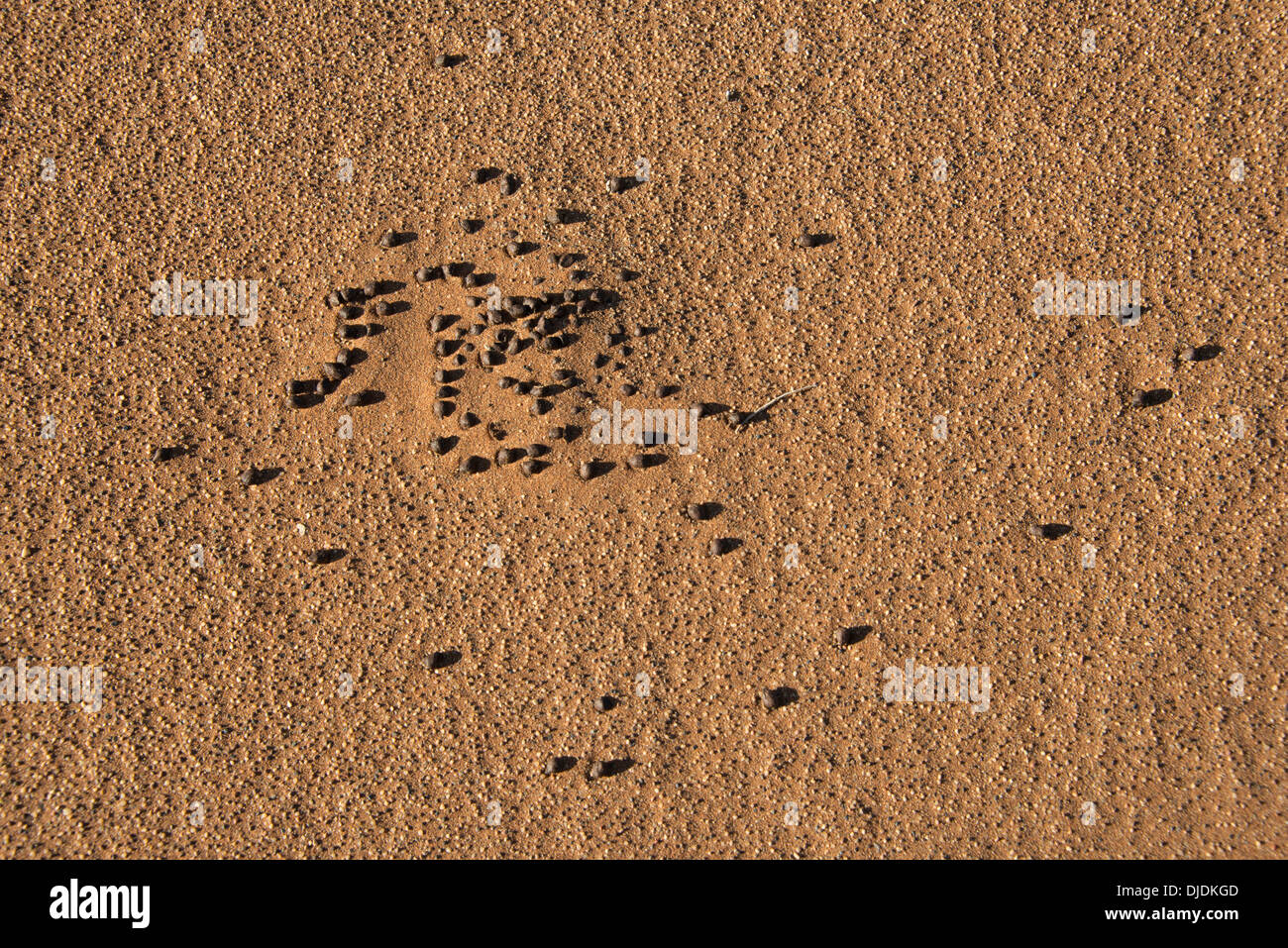 Excréments d'animaux du désert, Sossusvlei, Namib Naukluft Park, Namibie Banque D'Images