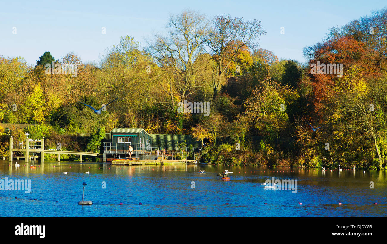 Scène d'automne - Highgate men's bassin de baignade, à Hampstead Heath, Londres, Royaume-Uni. Étang de Hampstead. Banque D'Images