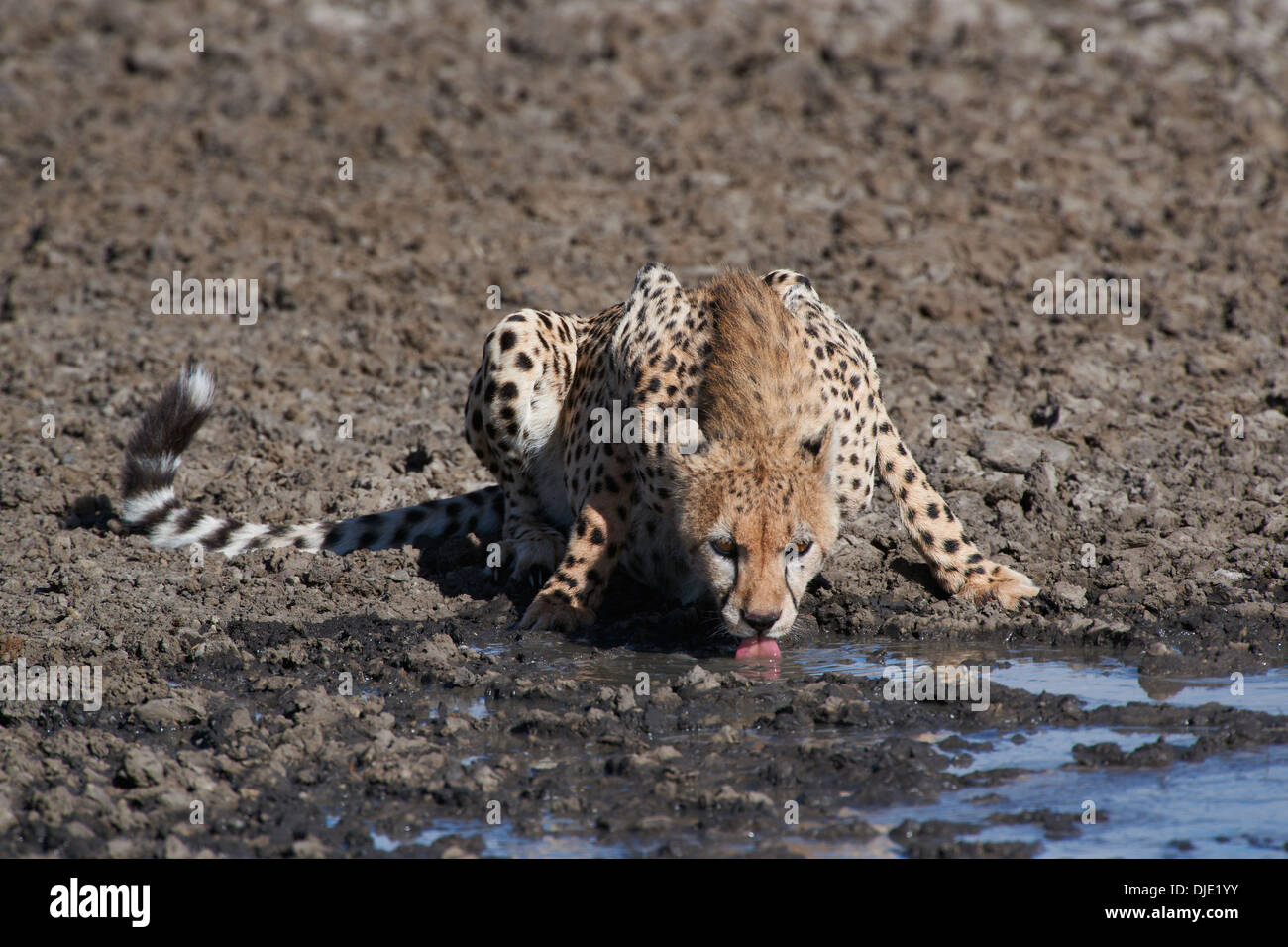 Les jeunes boivent au guépard du point d'eau. Masaï Mara, Kenya Banque D'Images