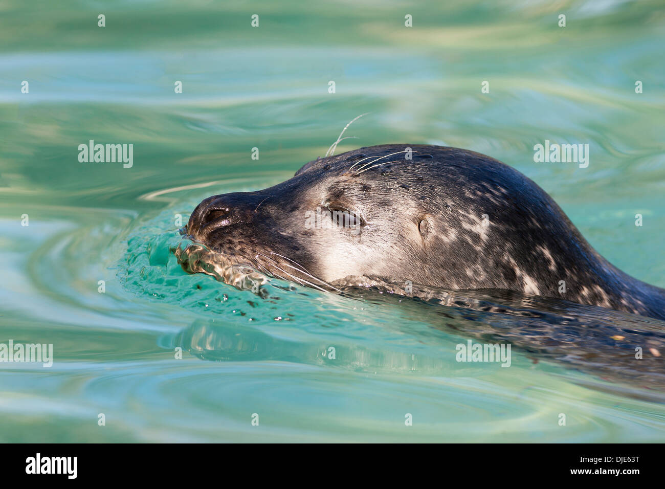 Chef de natation seal Banque D'Images