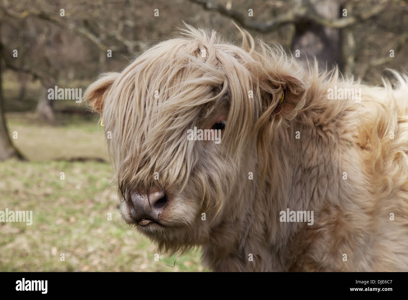Une vache avec de longs cheveux sur c'est le visage ; Scottish Borders, Scotland Banque D'Images