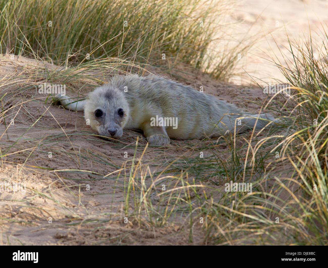 Nouvelle naissance de bébés phoques gris sur la plage Banque D'Images