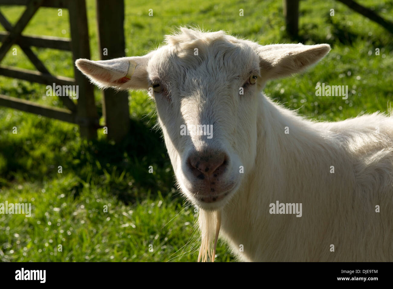Goat head Banque de photographies et d’images à haute résolution - Alamy