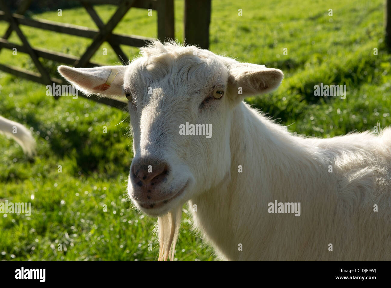 Saanen goat Banque de photographies et d’images à haute résolution - Alamy