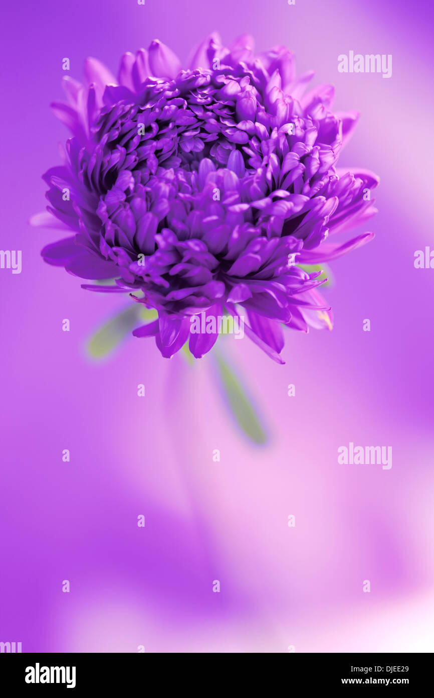 Un lilas fleur aster parfait Jane Ann Butler Photography JABP866 Banque D'Images