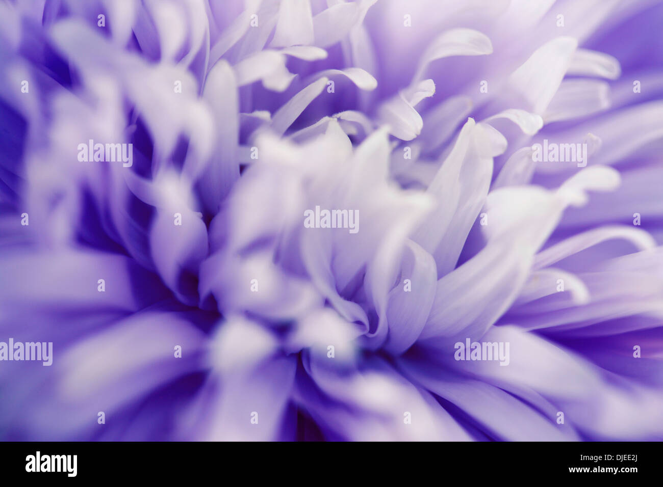 Superbe close up blue aster mauve Jane Ann Butler Photography JABP863 Banque D'Images