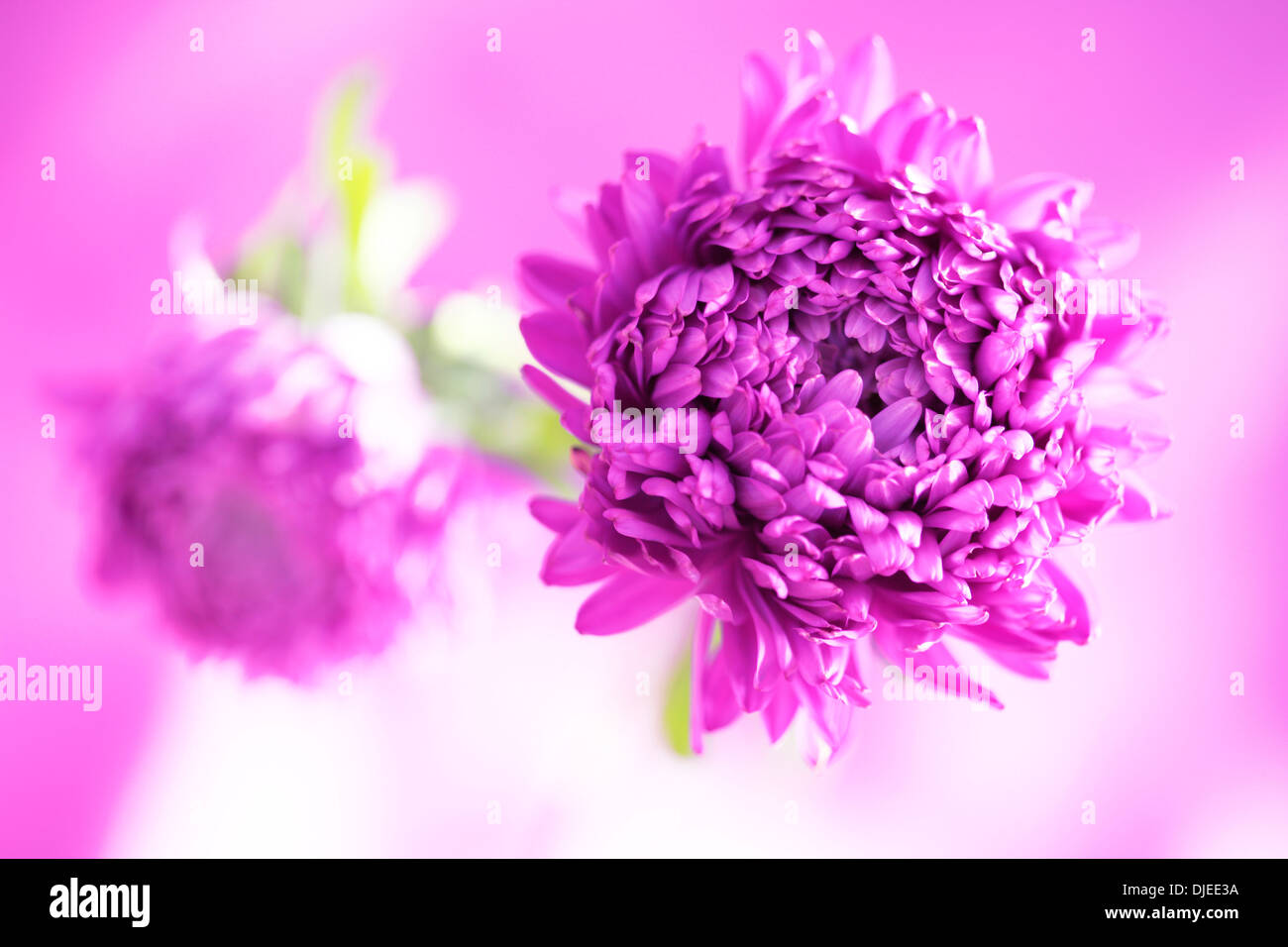 Joli résumé, asters un sentir bonne image Jane Ann Butler Photography JABP864 Banque D'Images