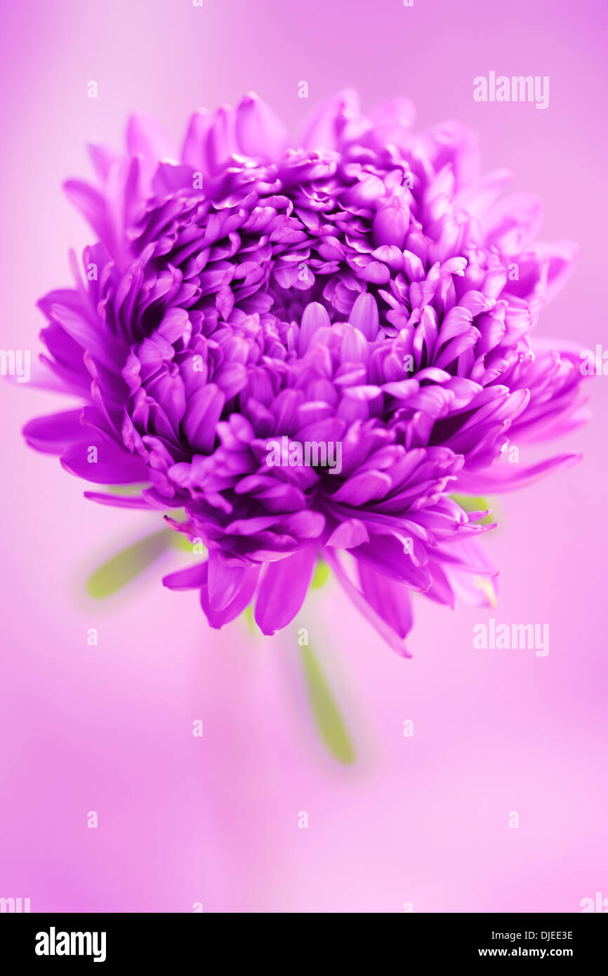 Un lilas fleur aster parfait Jane Ann Butler Photography JABP865 Banque D'Images