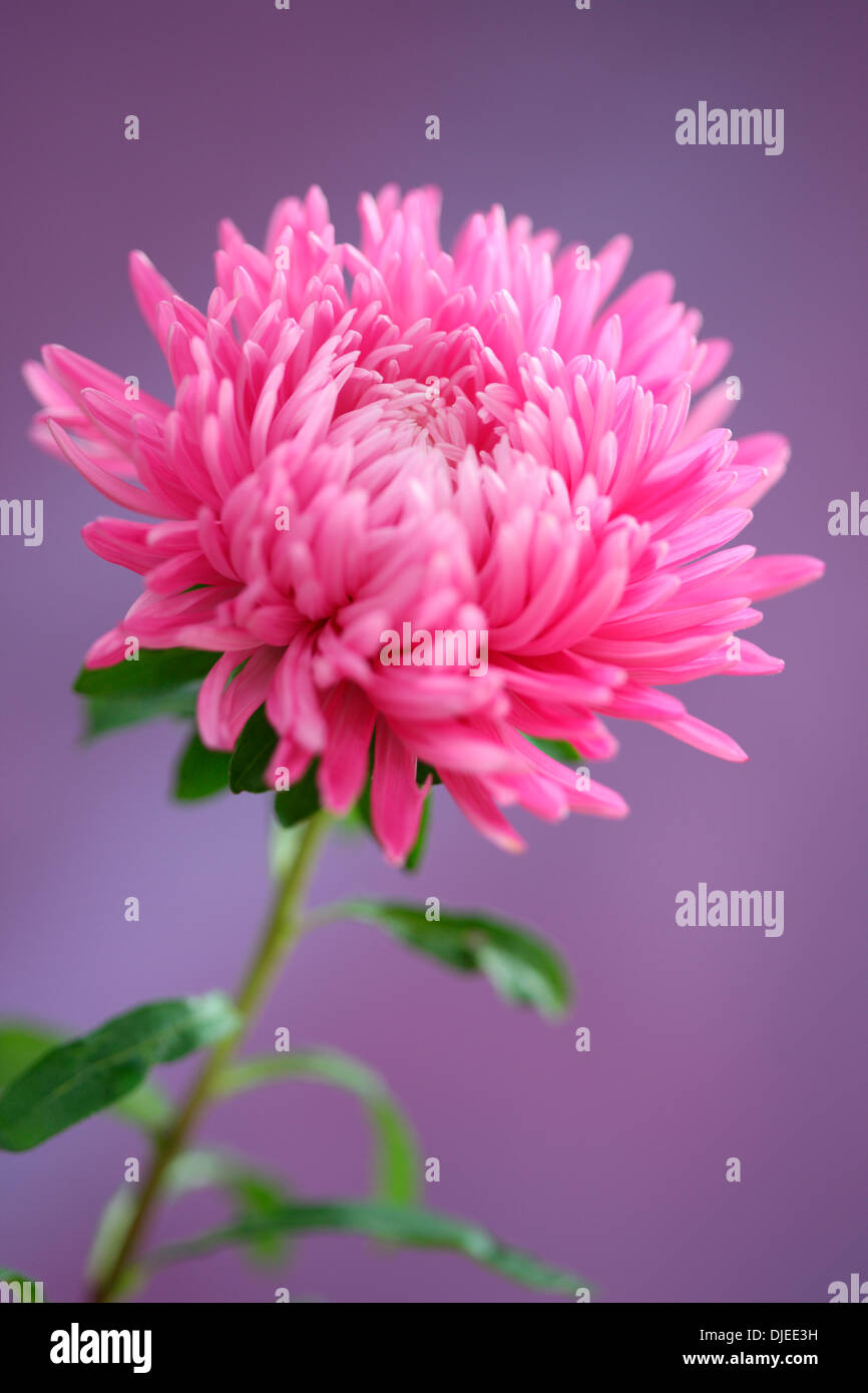 Aster rose gracieux simple tige Jane Ann Butler Photography JABP861 Banque D'Images