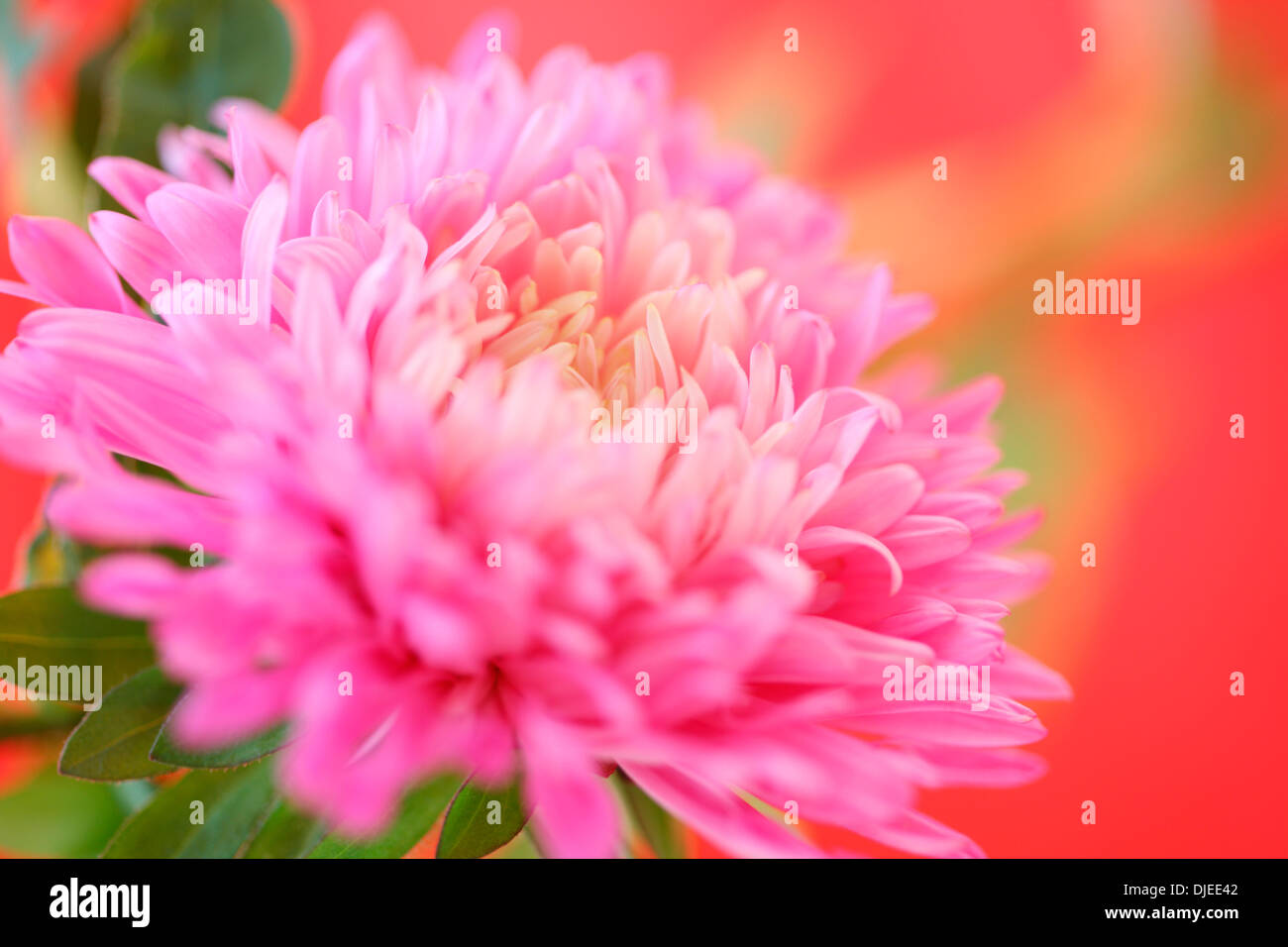 Belle sensation de fraîcheur sur red aster Jane Ann Butler Photography JABP877 Banque D'Images