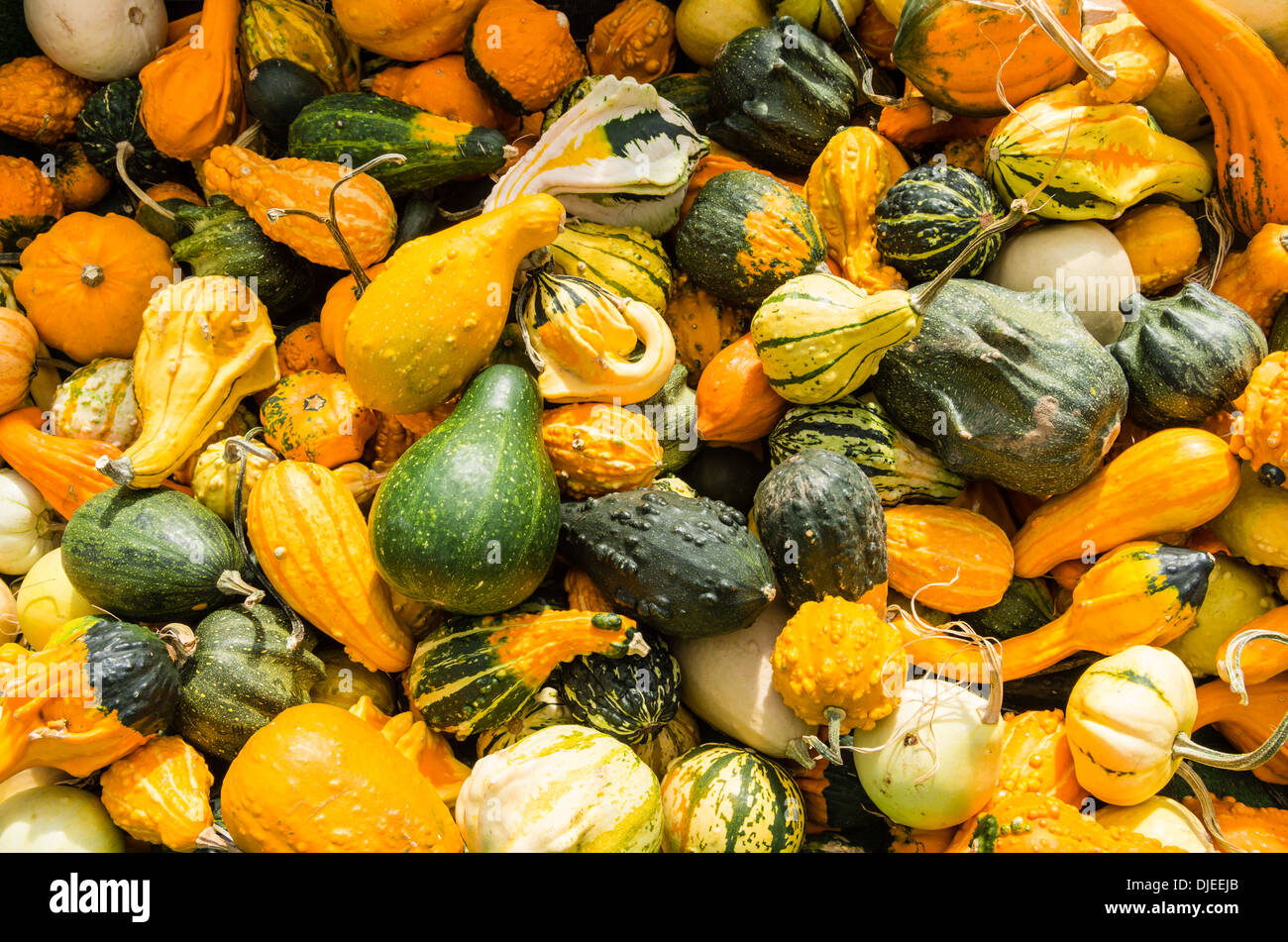 Les courges décoratives sur l'affichage à l'farmers market Banque D'Images