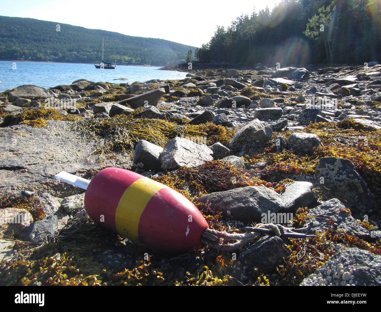 Un homard de bouée dans le fjord de Somes Sound, Maine, USA Banque D'Images