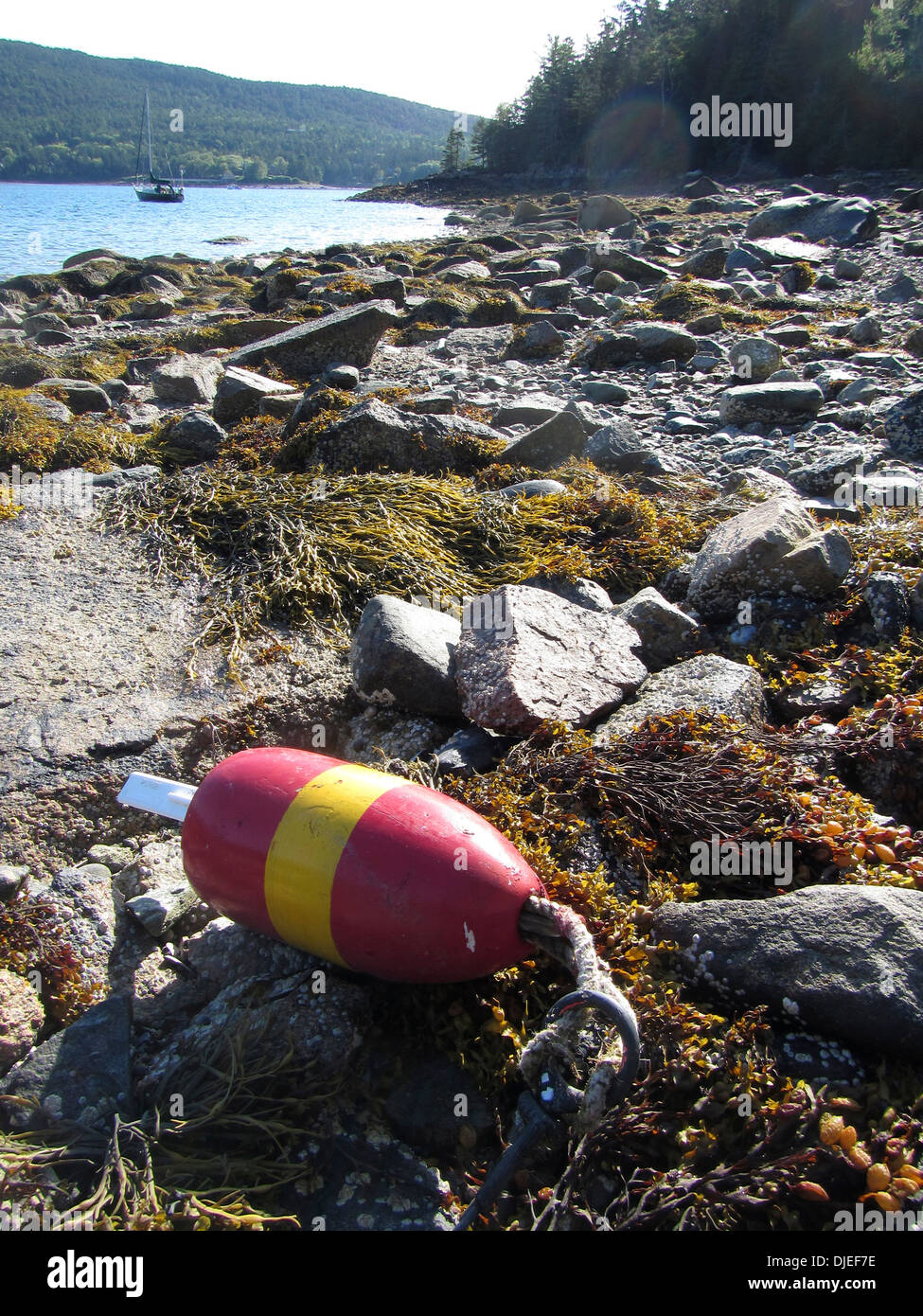 Un homard de bouée dans le fjord de Somes Sound, Maine, USA Banque D'Images