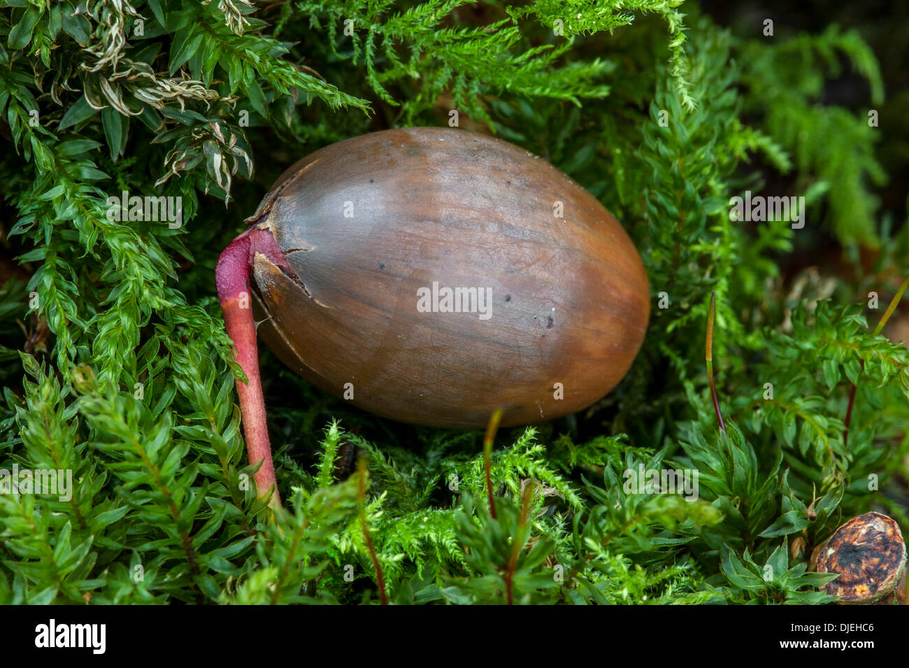 Des glands de chêne anglais / chêne pédonculé (Quercus robur / Quercus walkeri) germination un nouveau shoot de moss dans la forêt d'automne Banque D'Images