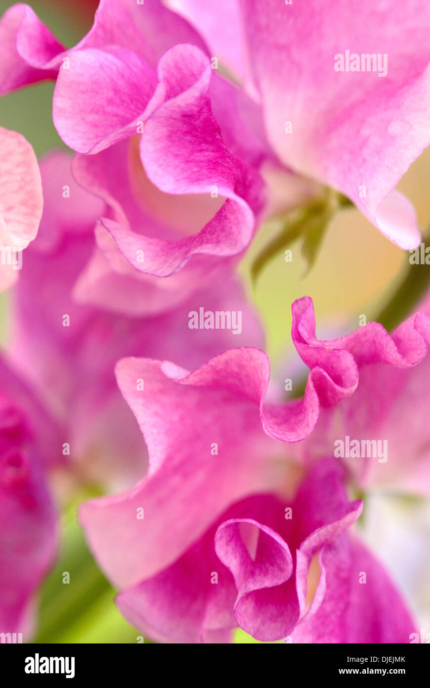Close up de fleurs de pois Banque D'Images