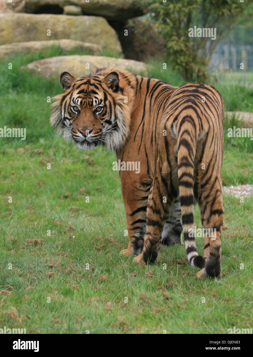 Tiger à la caméra à l'arrière Banque D'Images