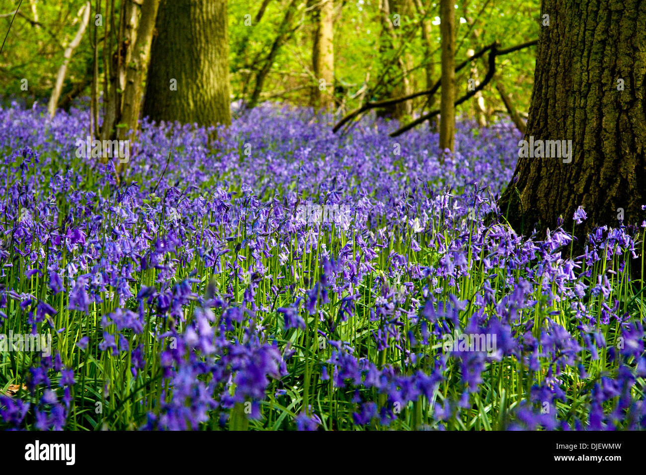 Bluebell wood au printemps, en Angleterre Banque D'Images