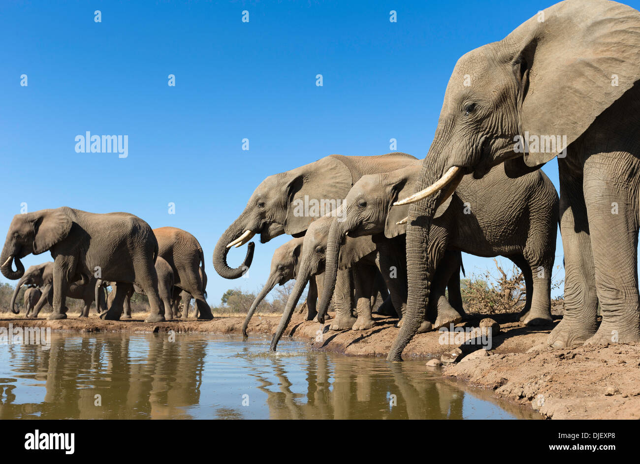 L'éléphant africain (Loxodonta africana) petit groupe d'éléphants de l'alcool à un étang à mashatu.Botswana Banque D'Images