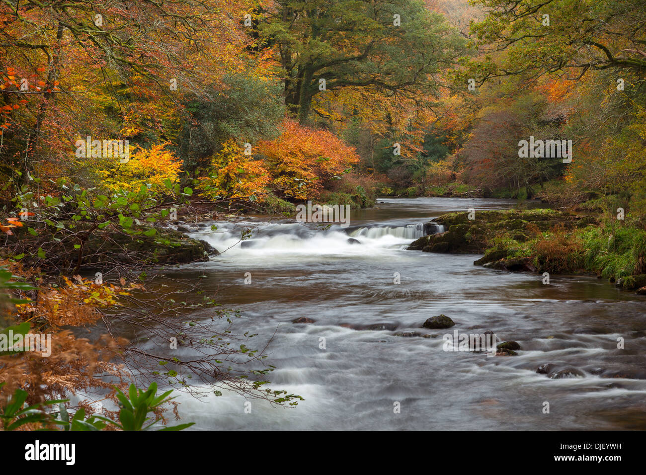 La rivière Dart en automne Le Parc national du Dartmoor Devon Uk Banque D'Images