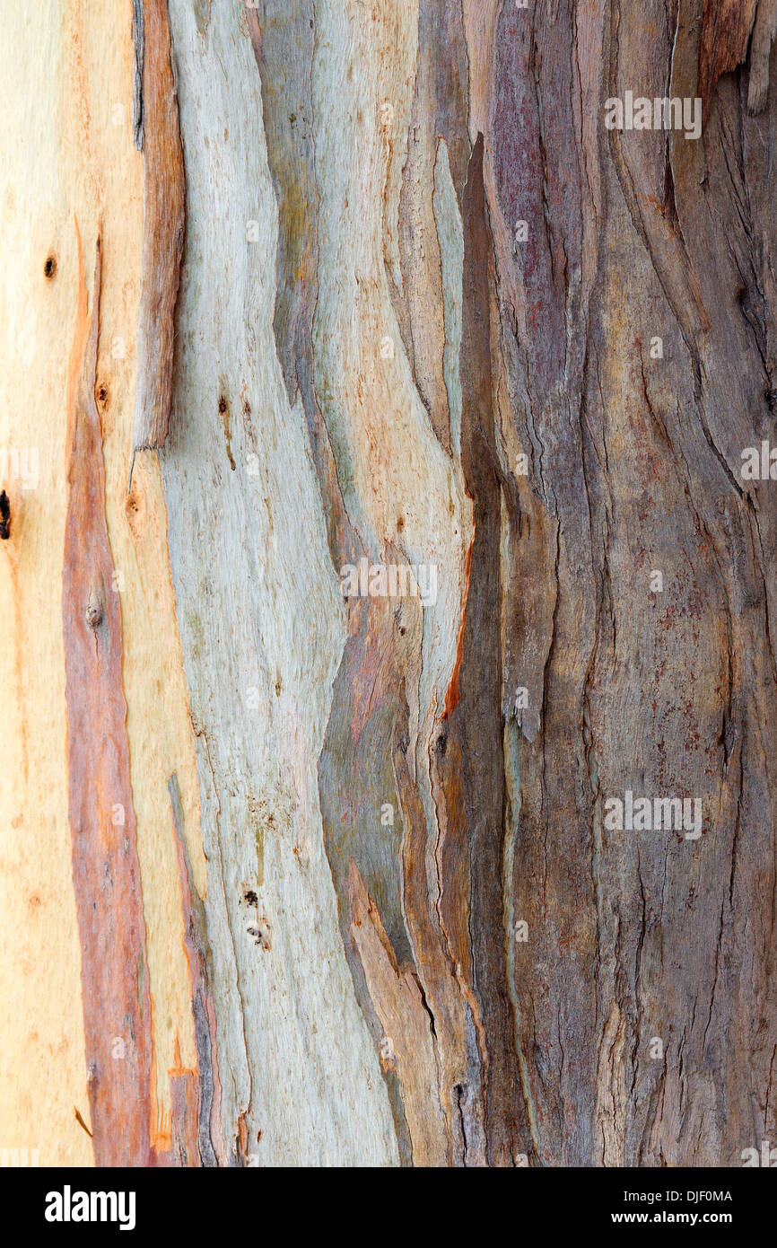 Colorful Abstract Pattern de l'écorce des arbres d'Eucalyptus Banque D'Images