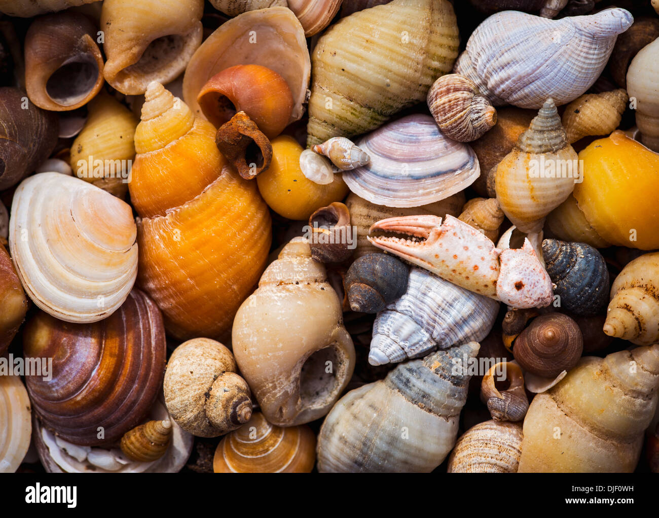 Coquillages assortis Banque D'Images