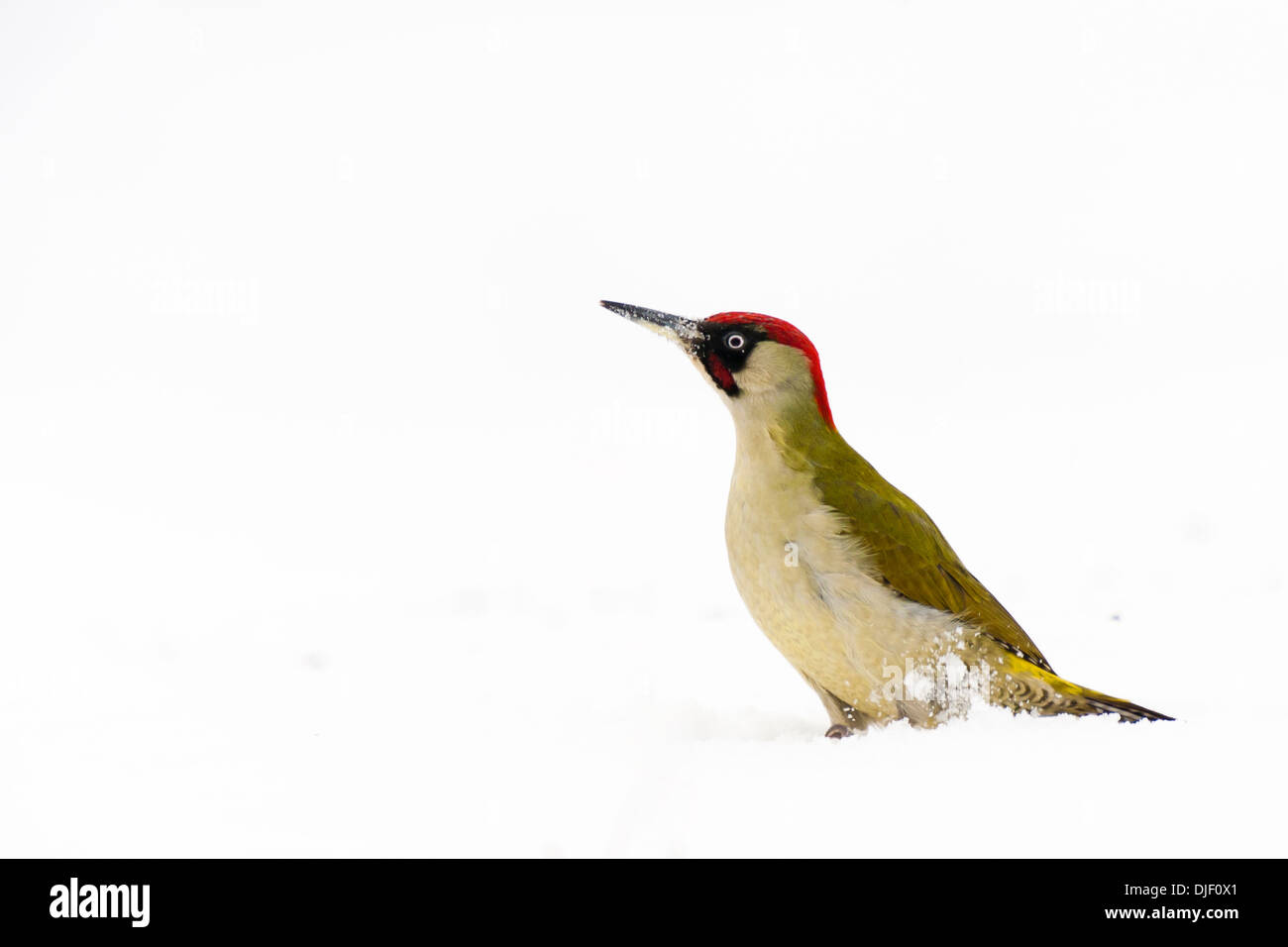 En hiver, le pic vert Picus viridis, Autriche, Europe Banque D'Images