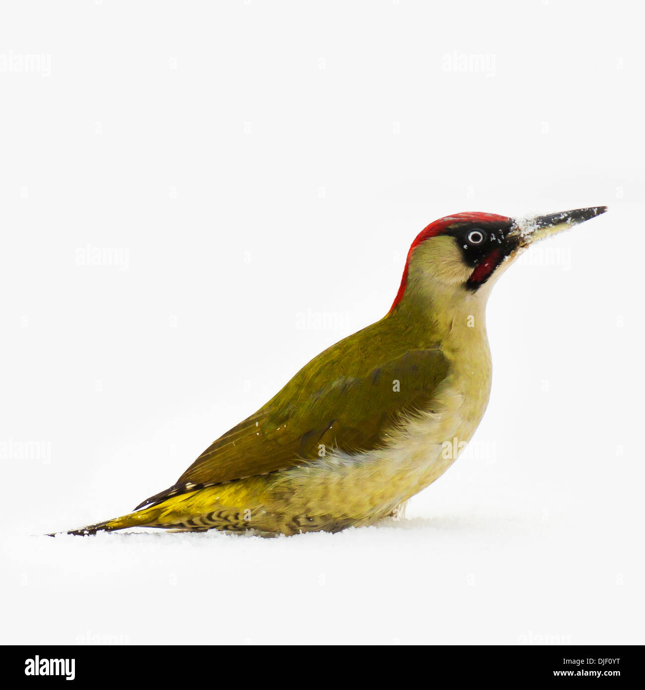 En hiver, le pic vert Picus viridis, Autriche, Europe Banque D'Images