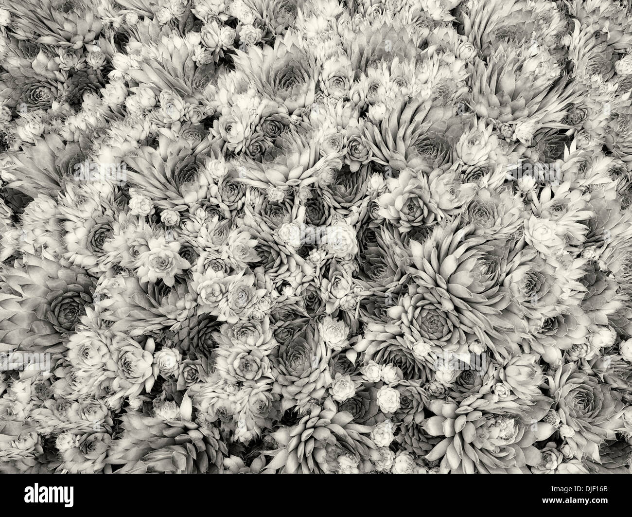 Close up of rock garden succulentes. "Semperivum kalinda' Banque D'Images