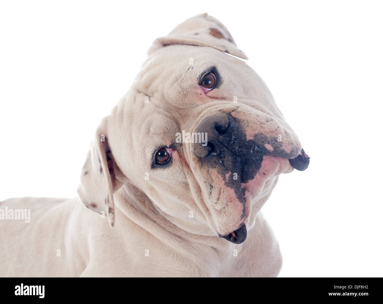 American Bulldog in front of white background Banque D'Images