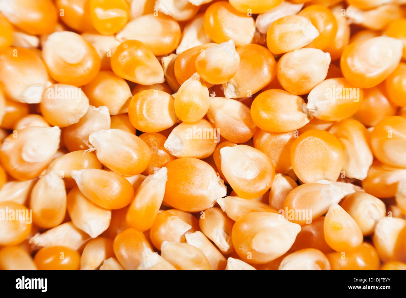 Les grains de maïs sec gros plan flou Banque D'Images