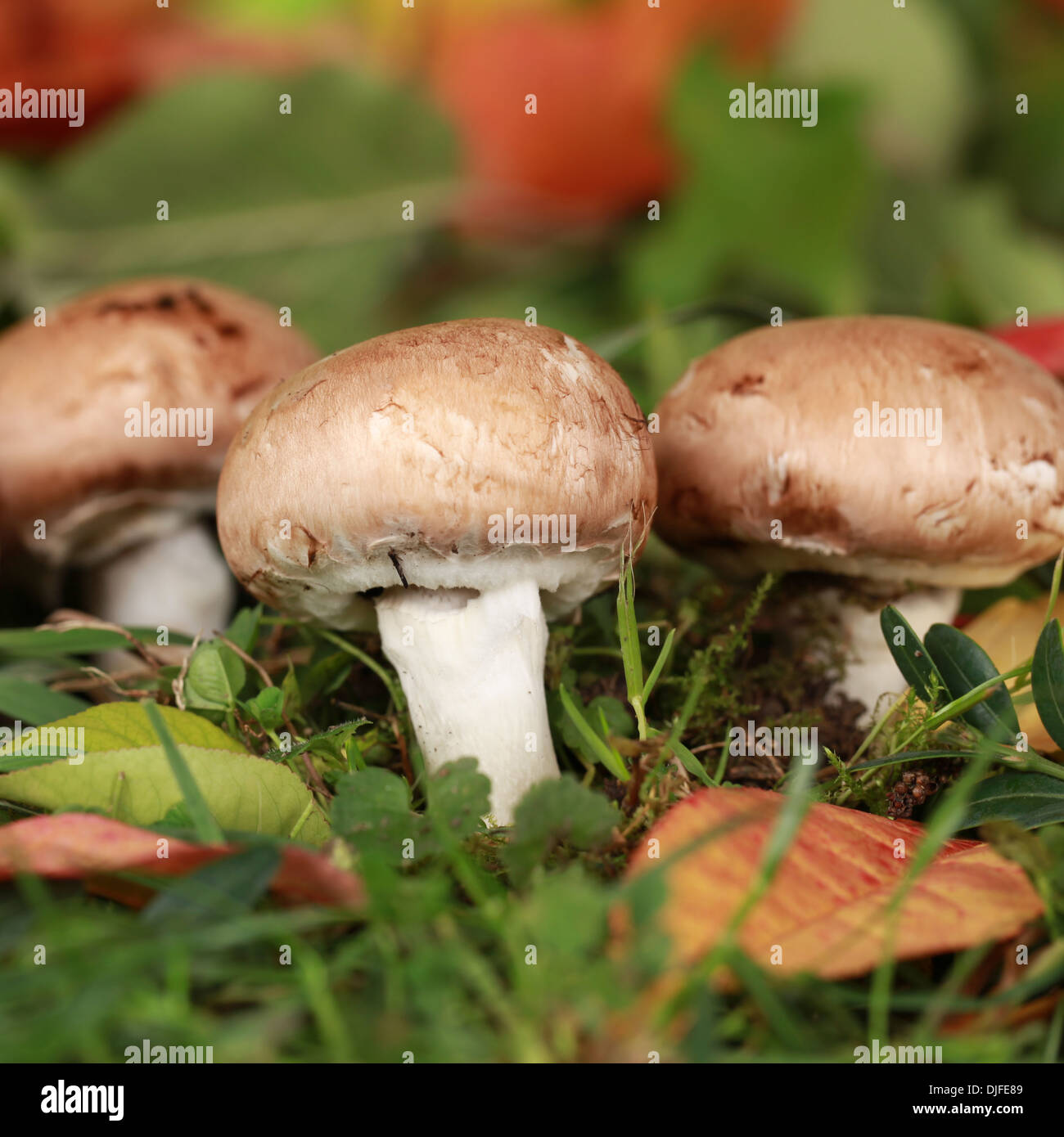 De plus en plus de champignons dans une forêt en automne Banque D'Images