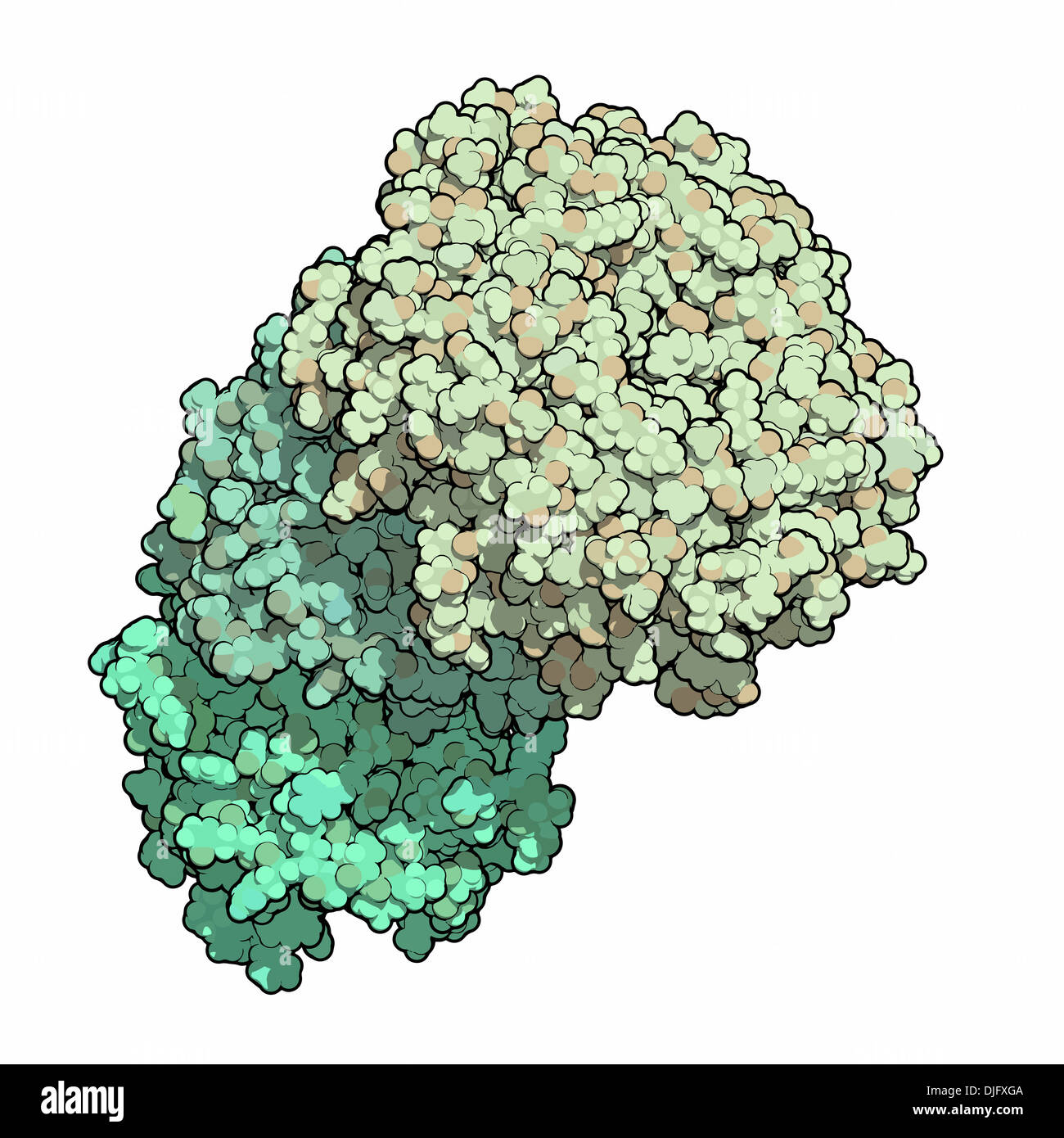 Toxine Thyphoid de protéines. Toxine produite par Salmonella typhi, responsable de nombreux symptômes de la fièvre typhoïde Banque D'Images