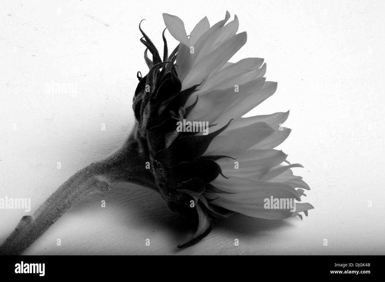 Un tournesol en monochrome Banque D'Images Un tournesol en monochrome Banque D'Images