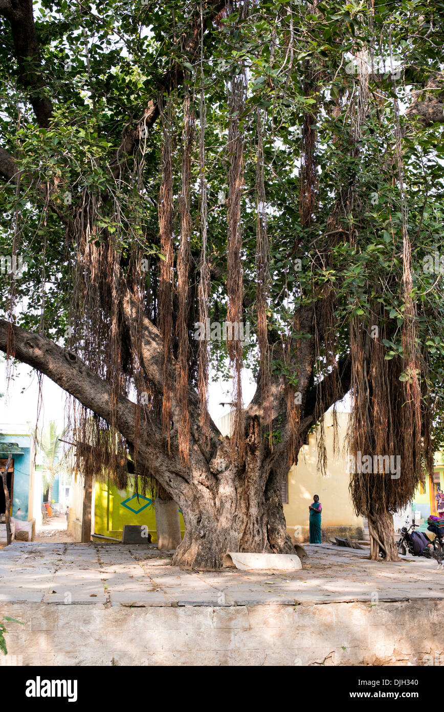Ficus benghalensis. Indian Banyan Tree au milieu d'un village de l'Inde rurale. L'Andhra Pradesh, Inde Banque D'Images