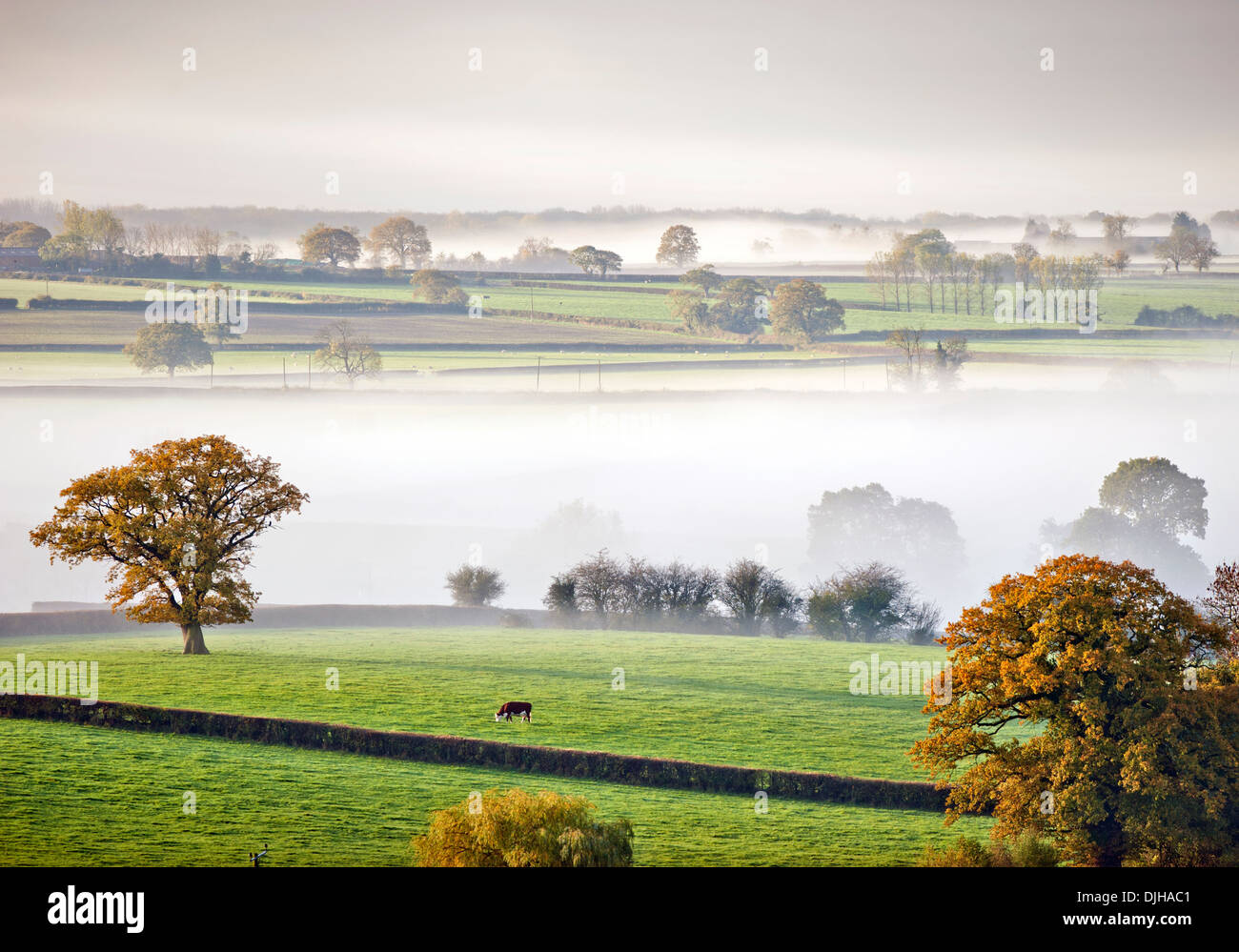 Les vaches de pâturage émerger en plein jour dans un matin brumeux près de Wotton-under-edge dans les Cotswolds Gloucestershire UK Banque D'Images