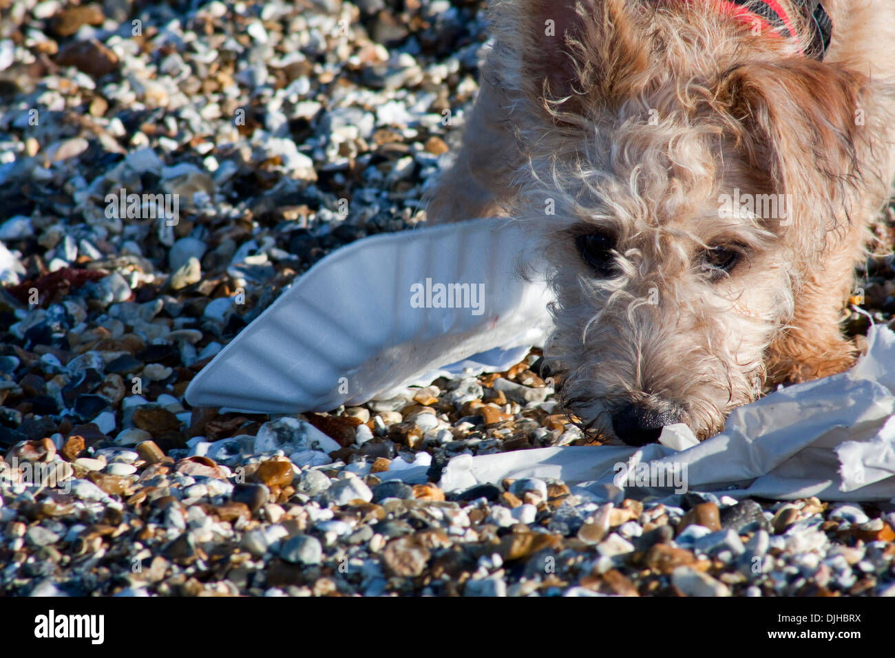 Petit brun aux cheveux bouclés terrier puppy sur cailloux abandonnés étudie les emballages alimentaires Banque D'Images