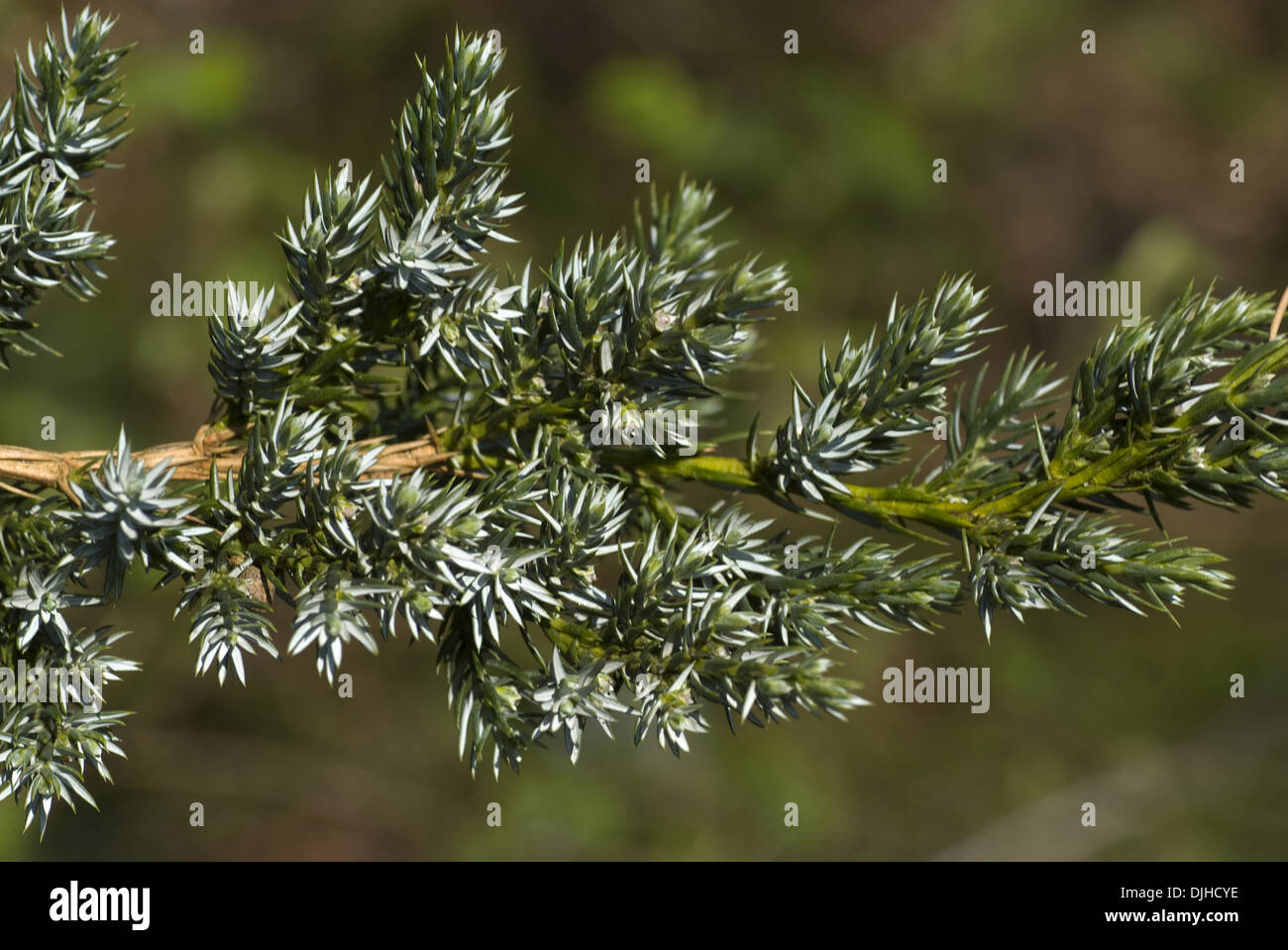 Genévrier écailleux, juniperus squamata Banque D'Images