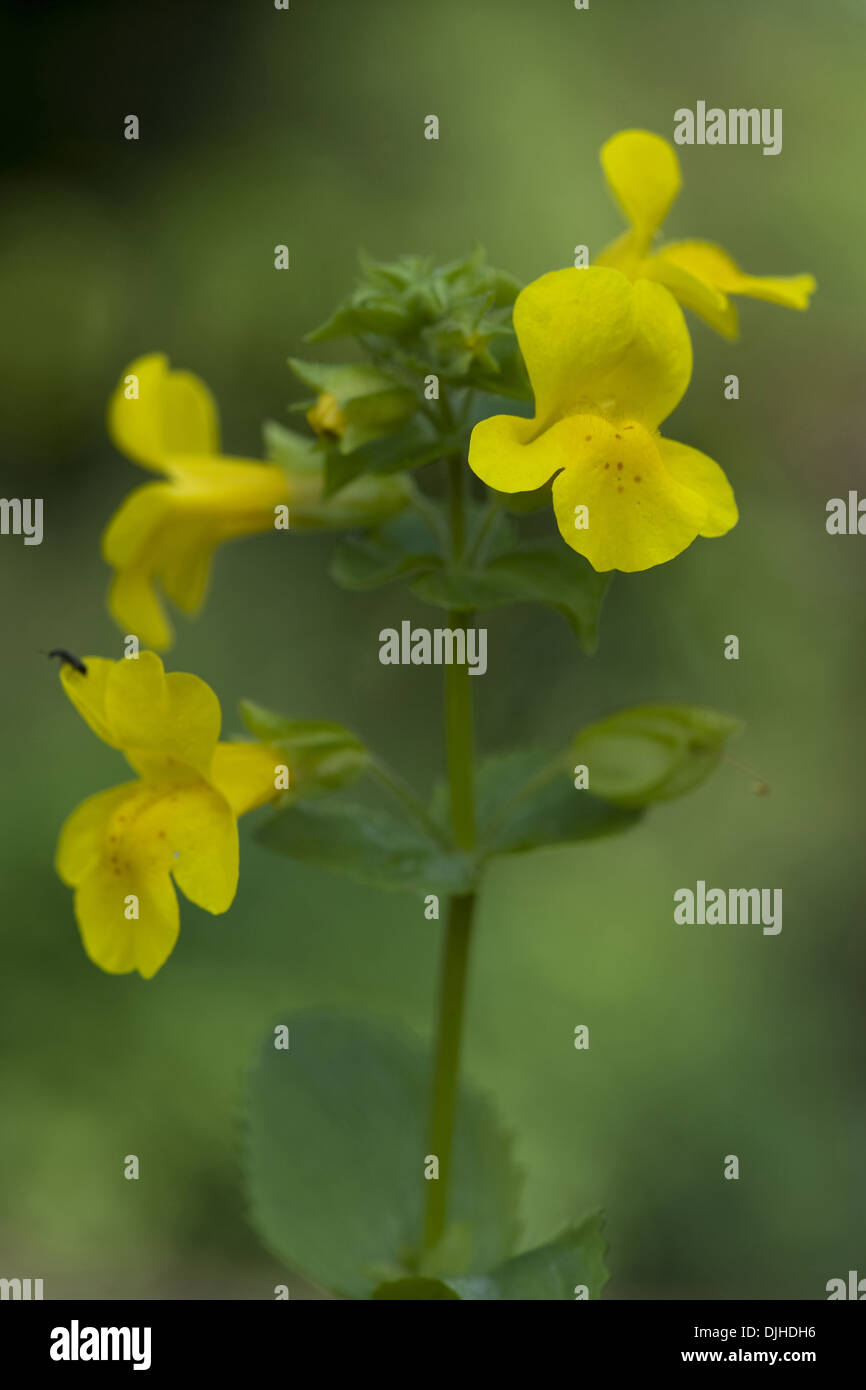 Monkey flower commun, Mimulus guttatus Banque D'Images