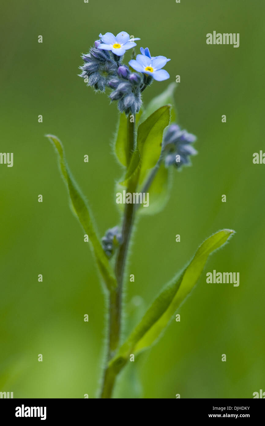 Alpine forget-me-not, Myosotis alpestris Banque D'Images