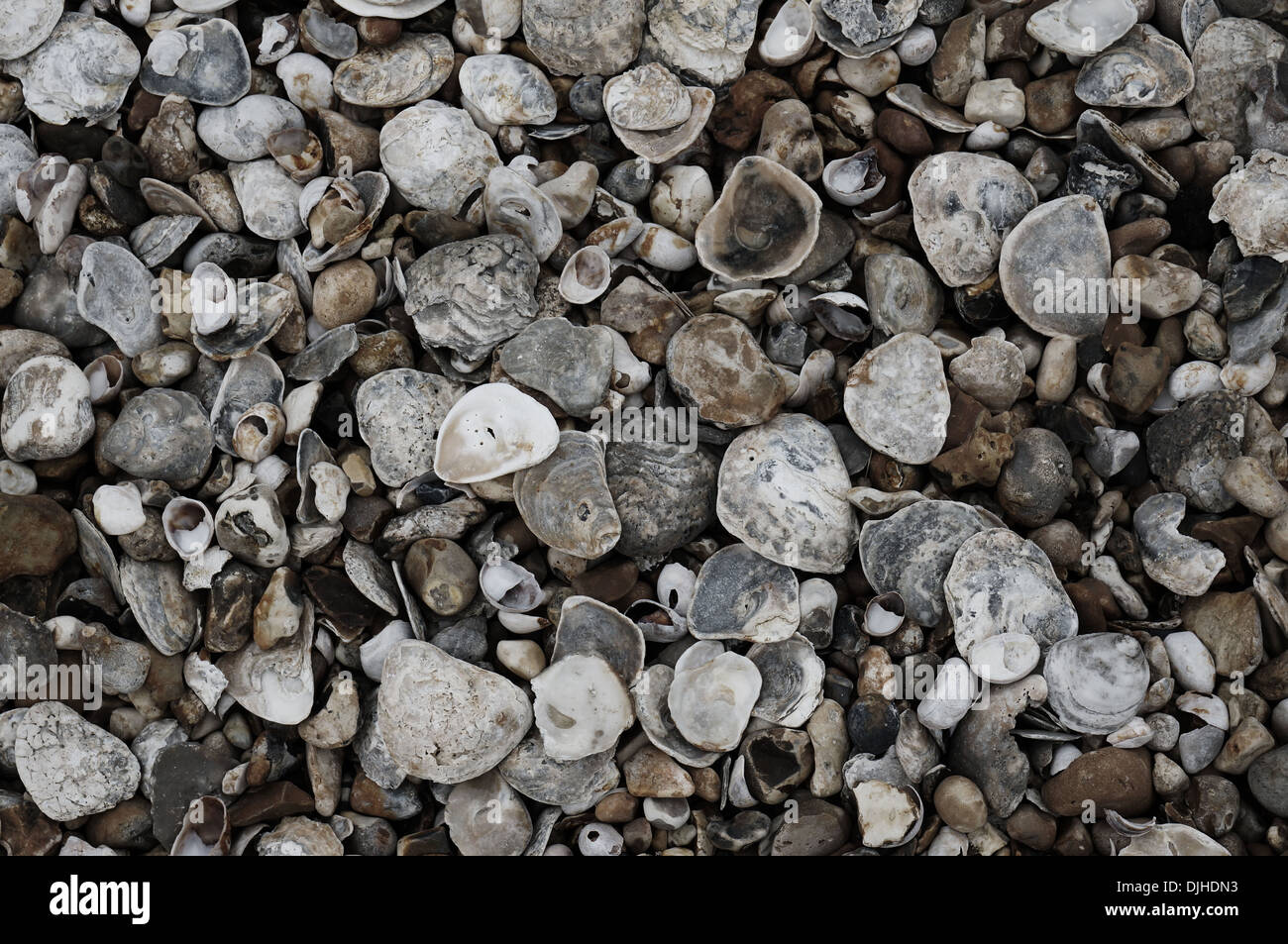Huîtres et patin de patelles sur la plage à Selsey, West Sussex, UK Banque D'Images