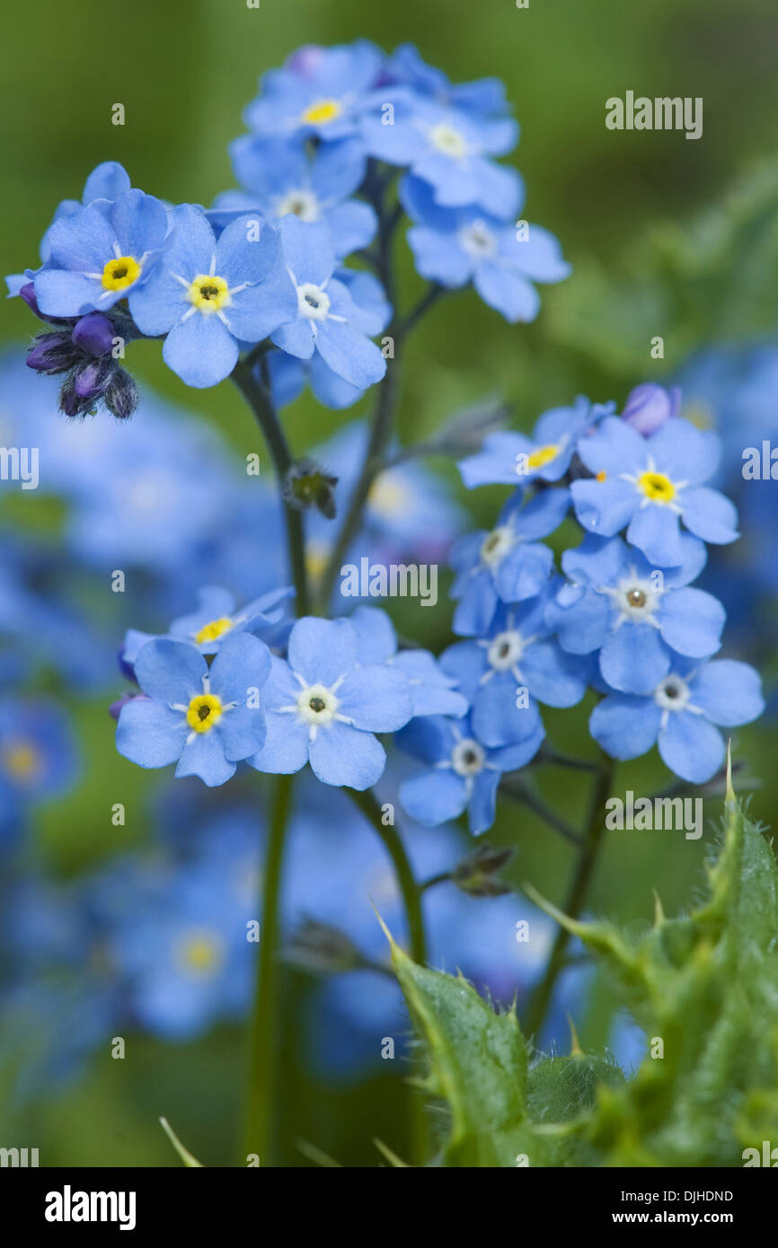 Alpine forget-me-not, Myosotis alpestris Banque D'Images