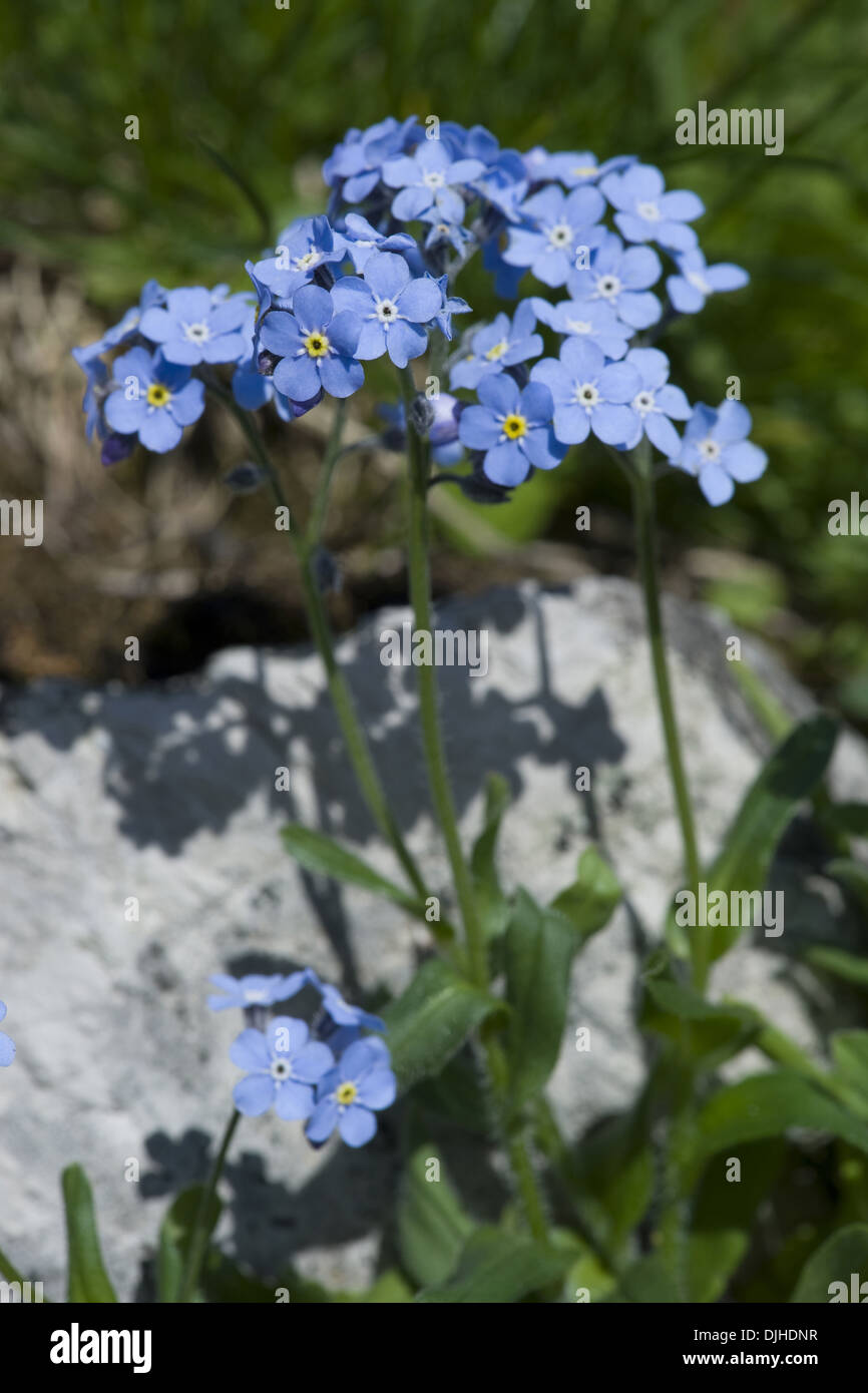 Alpine forget-me-not, Myosotis alpestris Banque D'Images