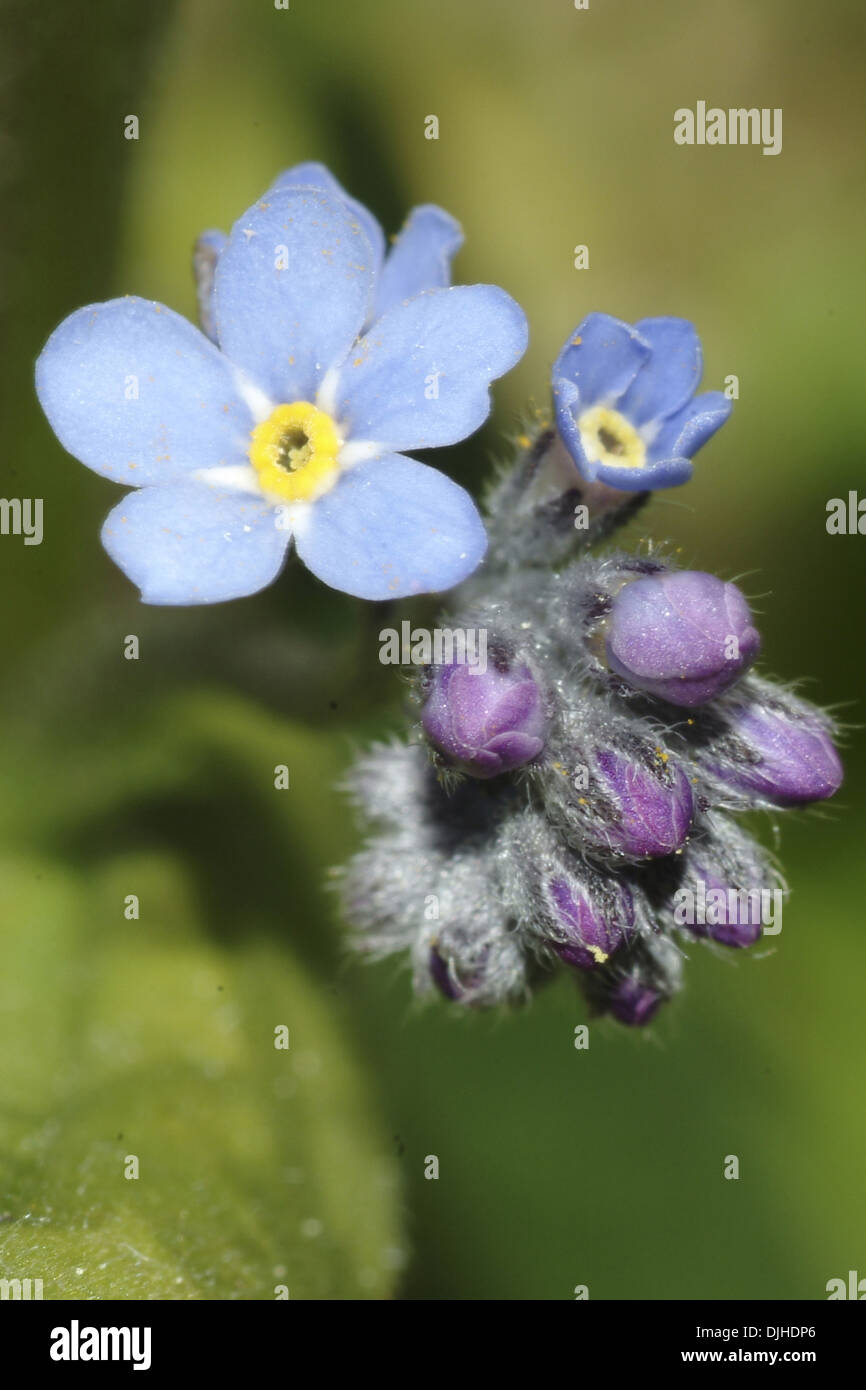 Alpine forget-me-not, Myosotis alpestris Banque D'Images