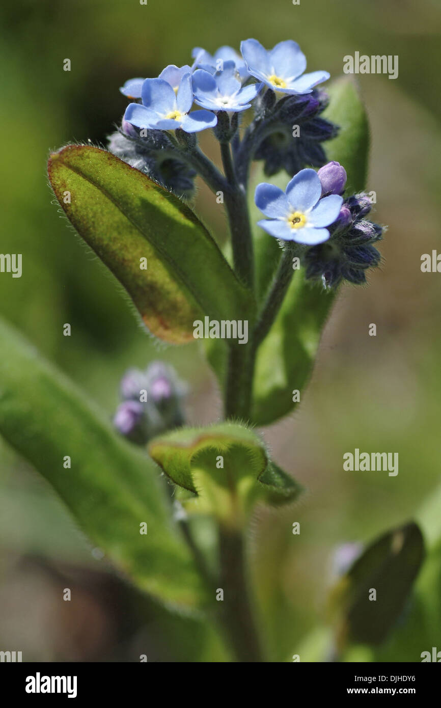 Alpine forget-me-not, Myosotis alpestris Banque D'Images