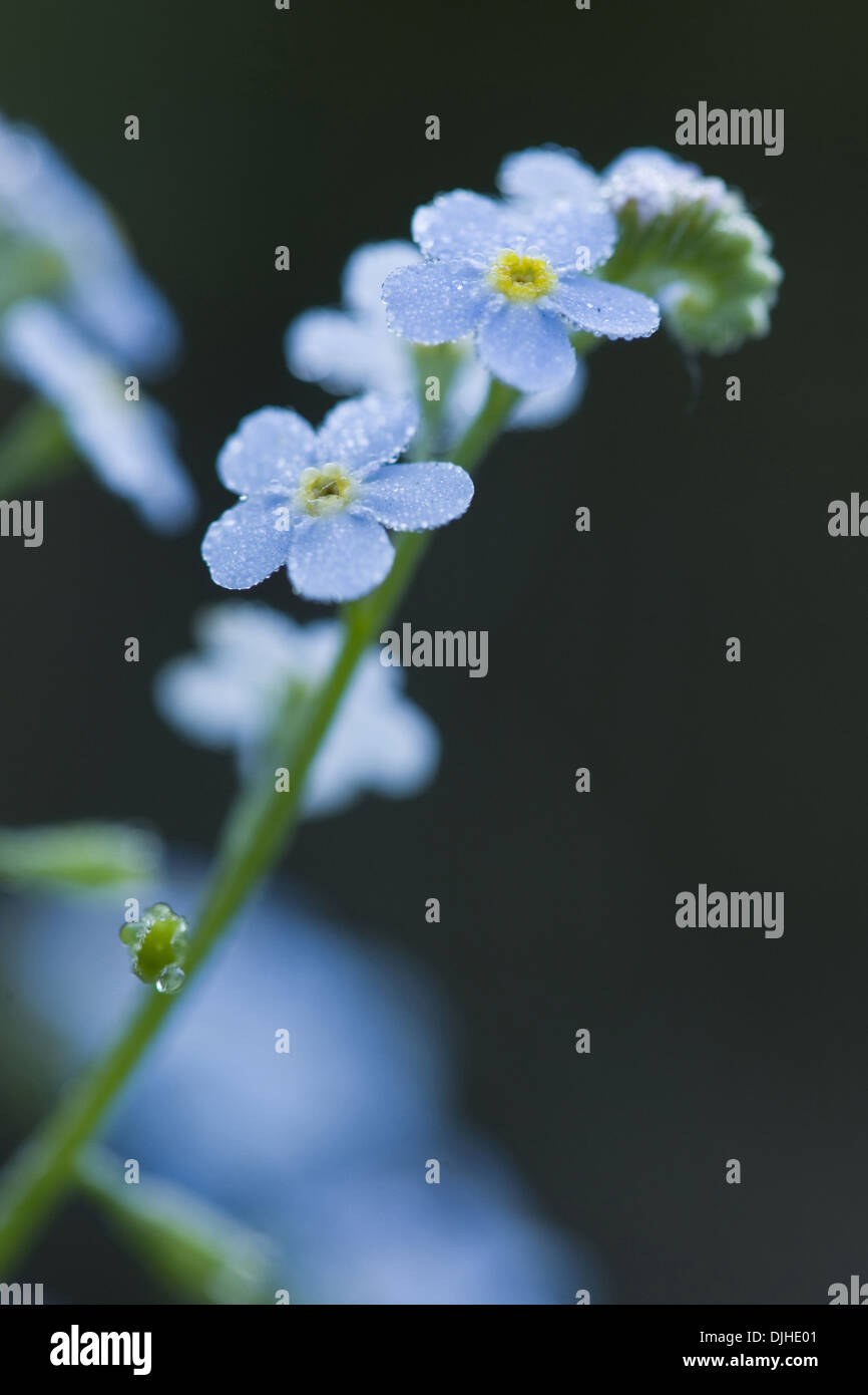 Vrai forget-me-not, myosotis scorpioides subsp. scorpioides Banque D'Images