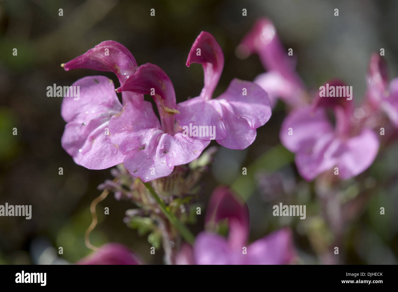 Kerner de Furbish, Pedicularis kerneri Banque D'Images