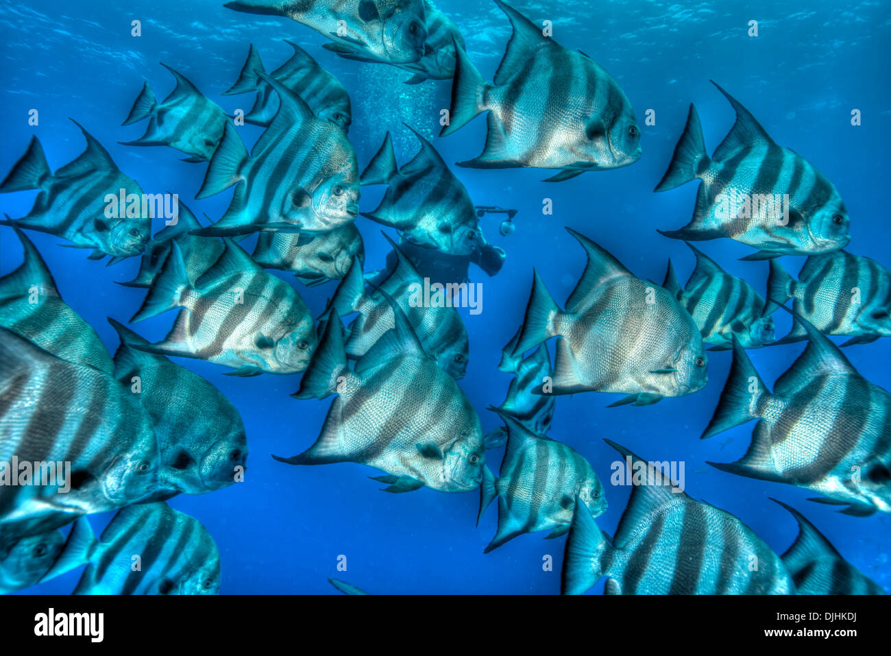 Bat le poisson dans l'HDR tourné en Îles Turques et Caïques Banque D'Images